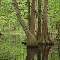 Pond reflecting the bright green trees growing from within and along its banks.