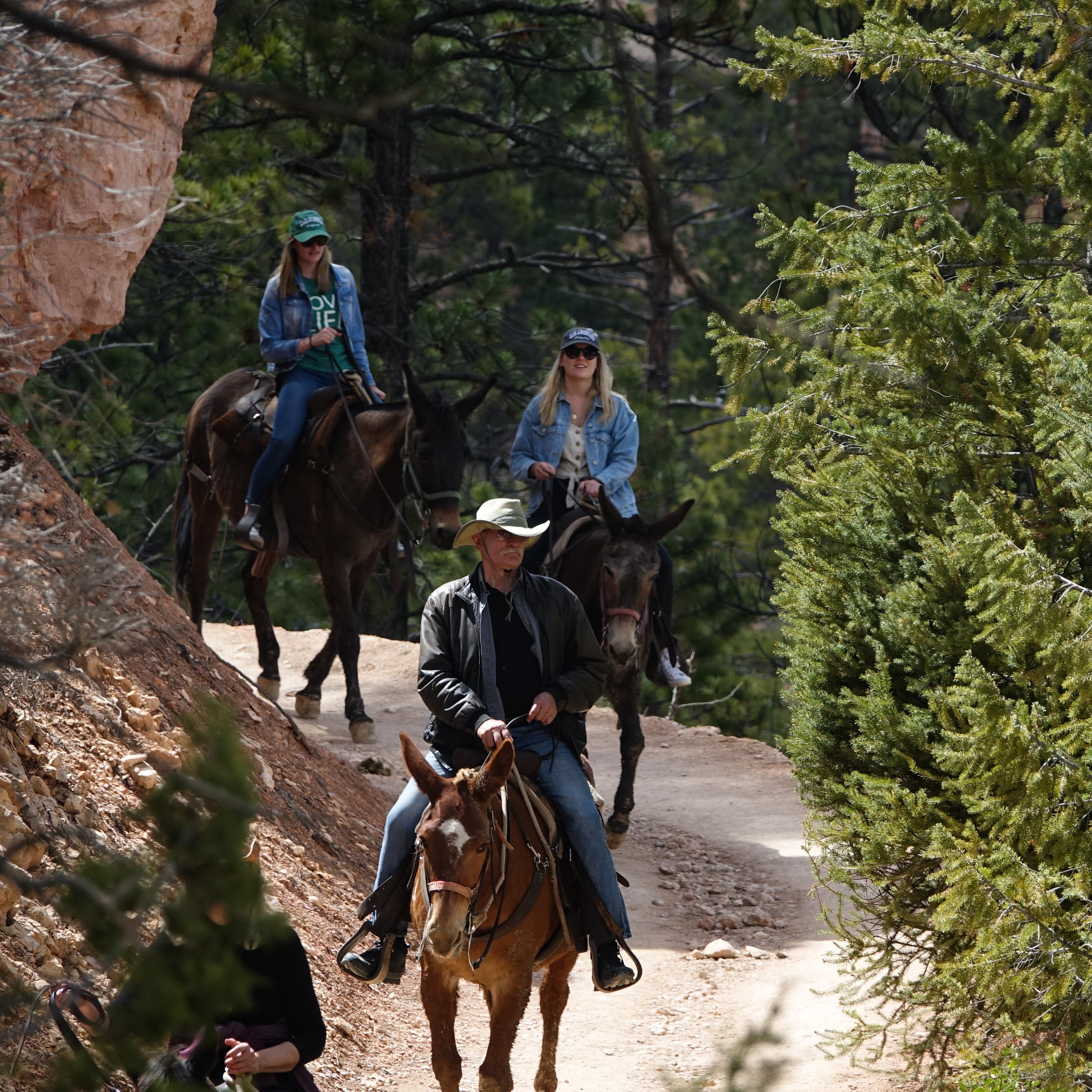 Three riders on horseback descend a trail bordered by pine trees and large rocks