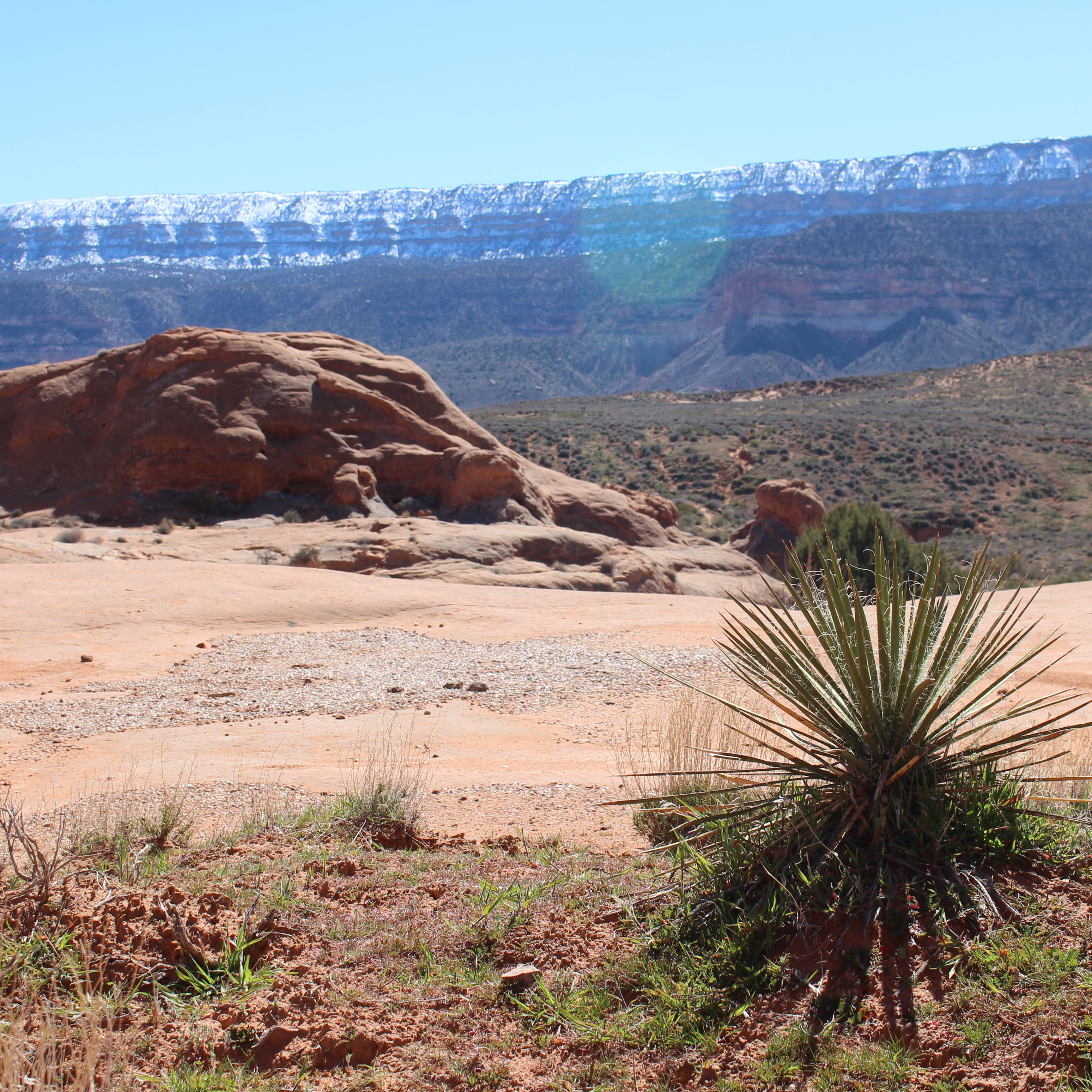 View of snowy cliffs with two yucca plants in foreground