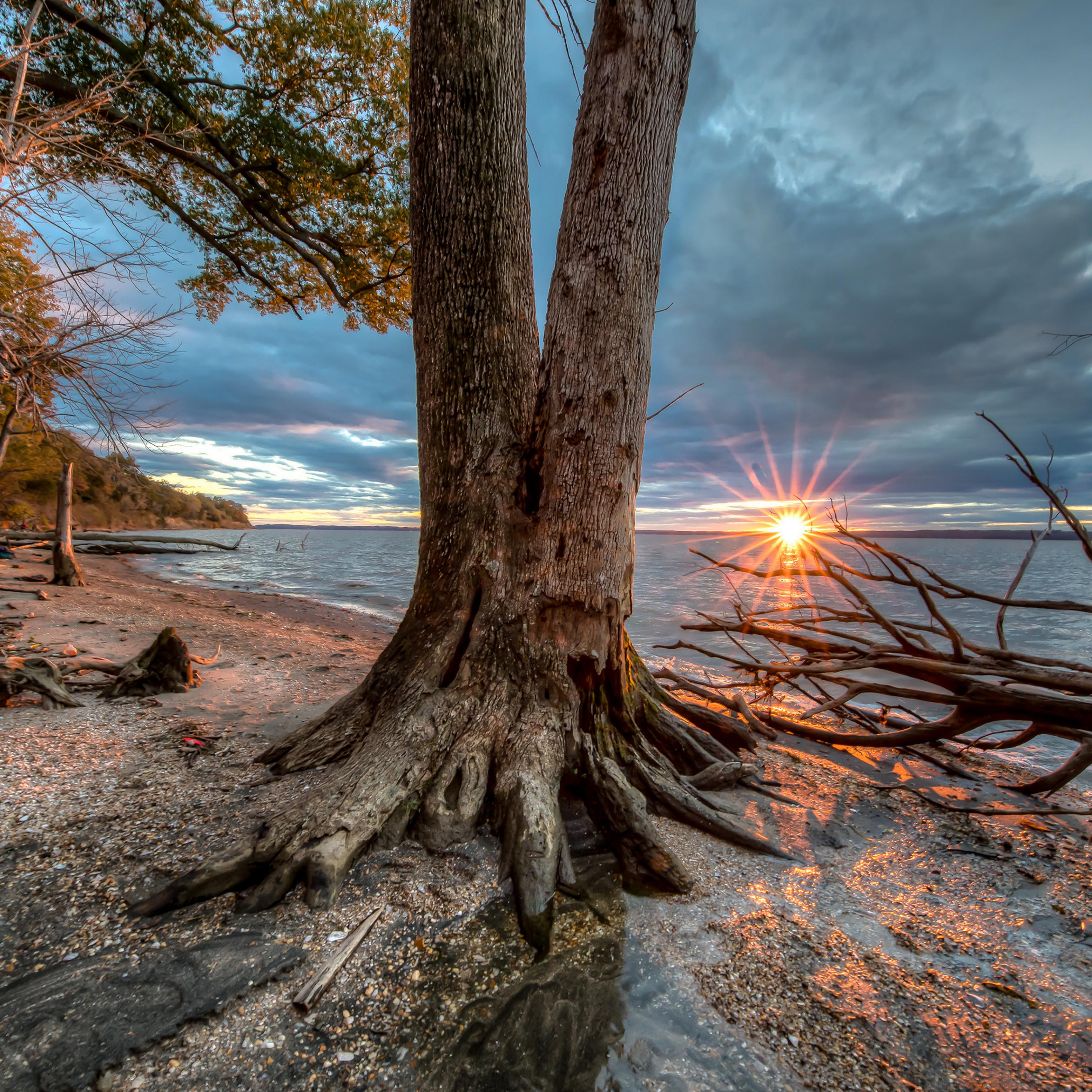A beach with several trees and a sunset in the background.