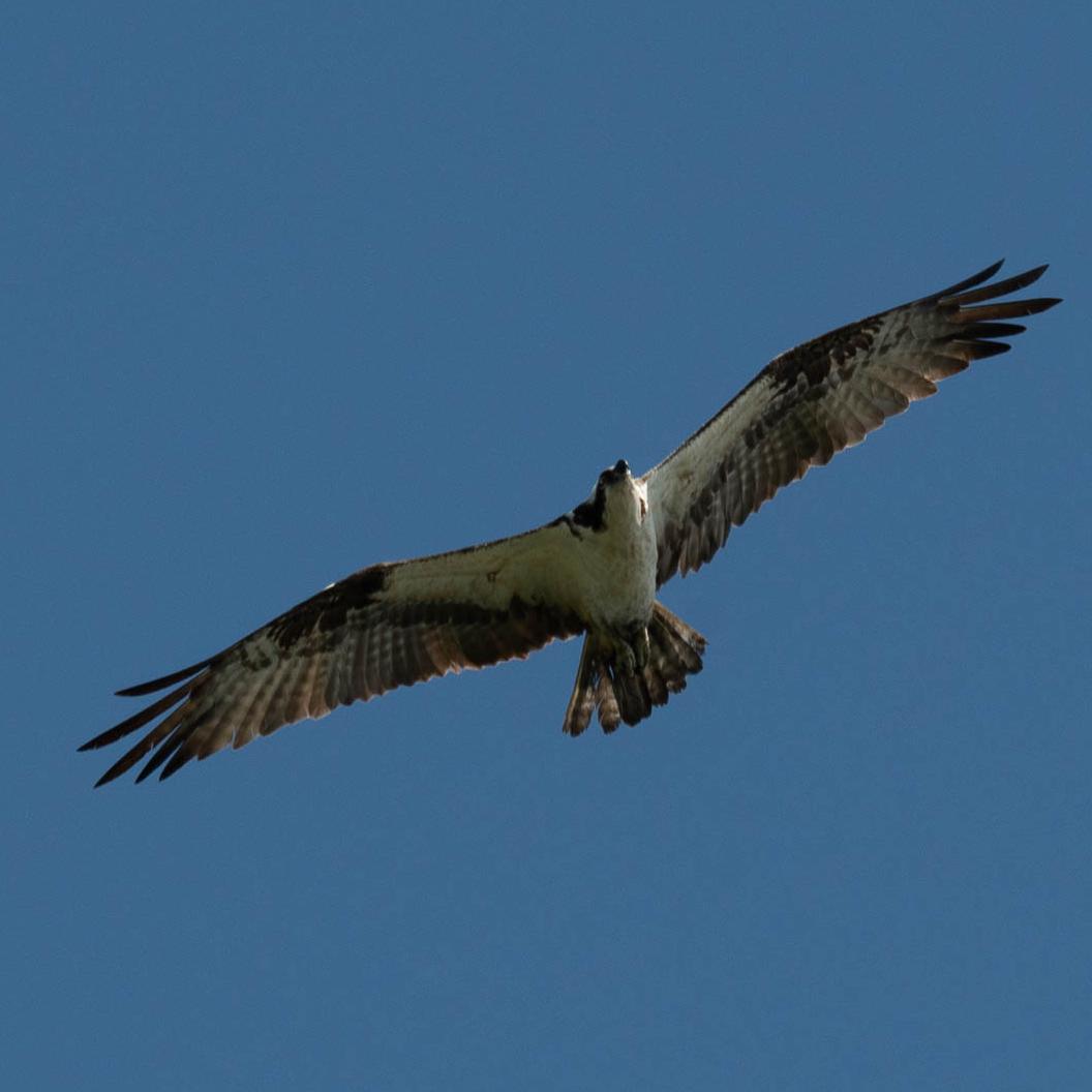 An osprey flying with a blue sky behind it.