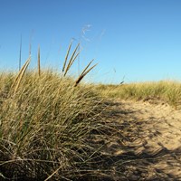 Marram grass grows along side a sandy trail