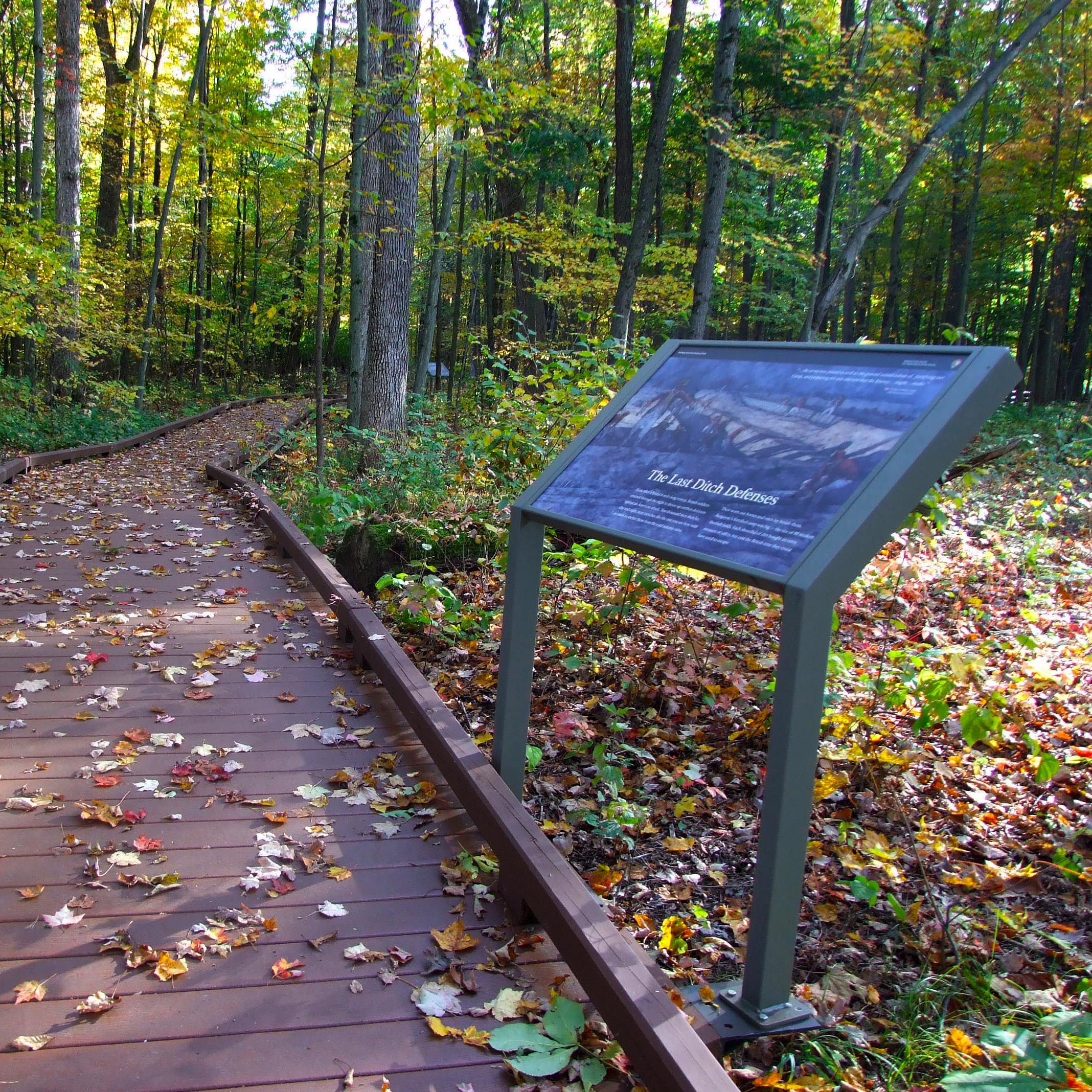 Boardwalk surrounded by tree cover