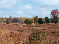 A swale through an open field with tall grasses and woods in the distance.