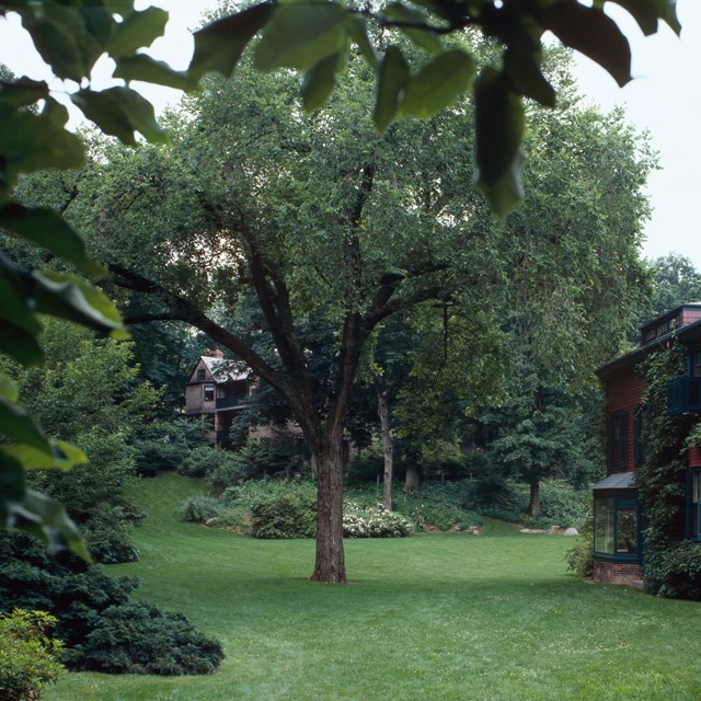 A tall, leafy tree in a lawn bordered by shrubs, beside a vine-covered two-story house. 