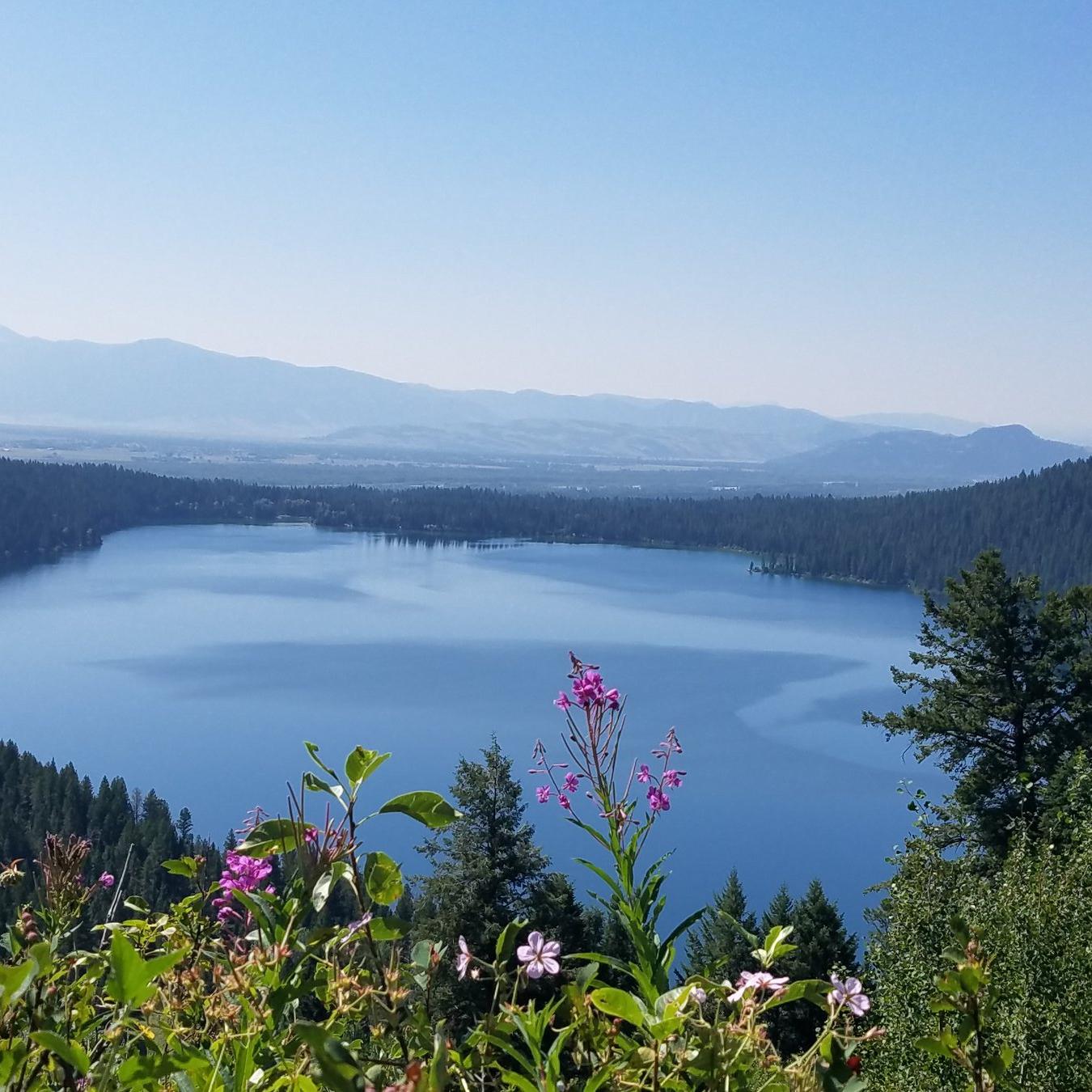 Pink flowers stand in front of a lake surrounded by trees.