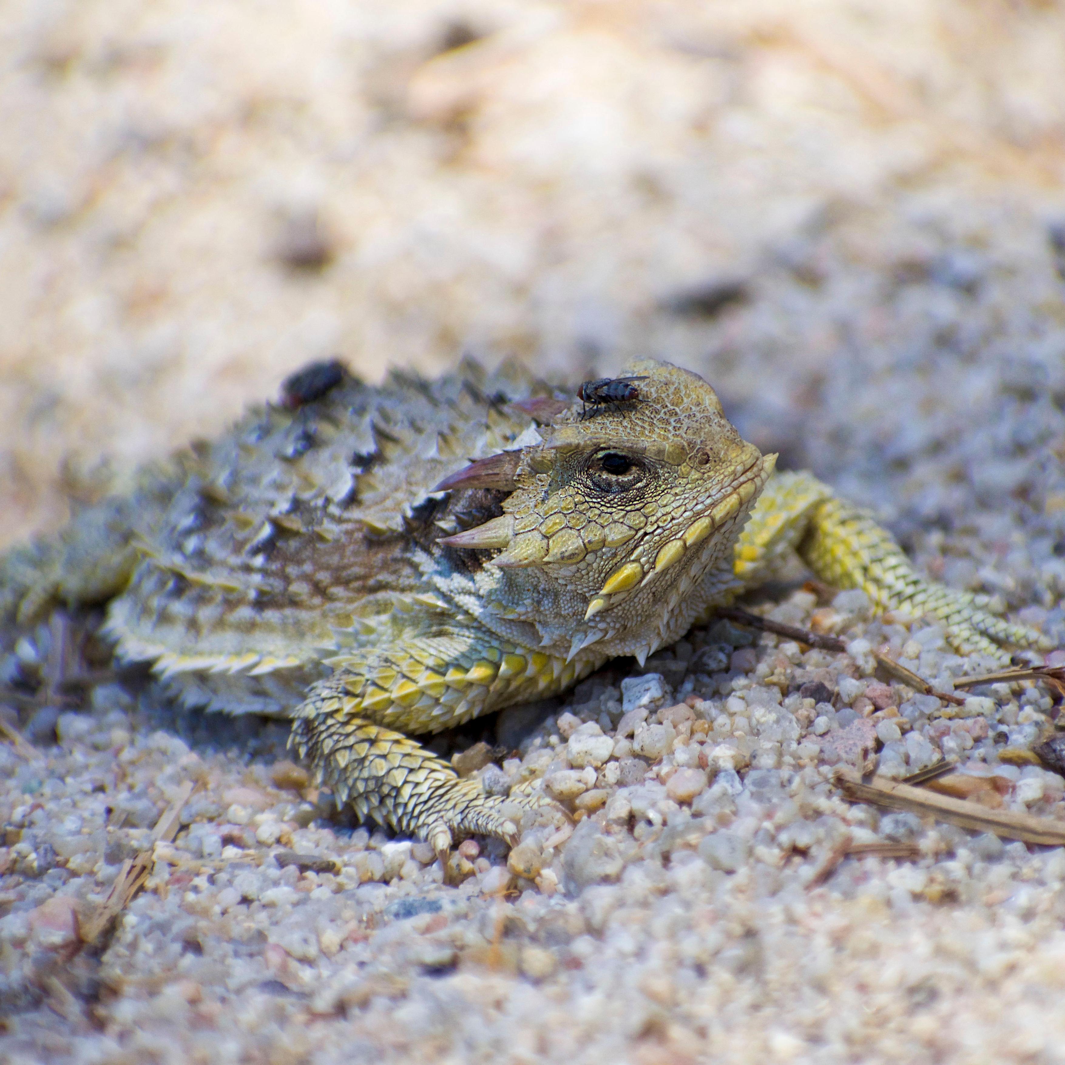 Blainville\'s Horned Lizard resting on a sandy surface
