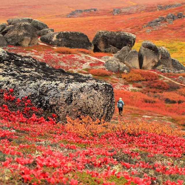 A person walks away from us in a landscape filled with fall foliage and granite monoliths.