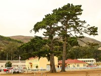 Two Monterey pines tower over the buildings in front of the Coast Guard Station.