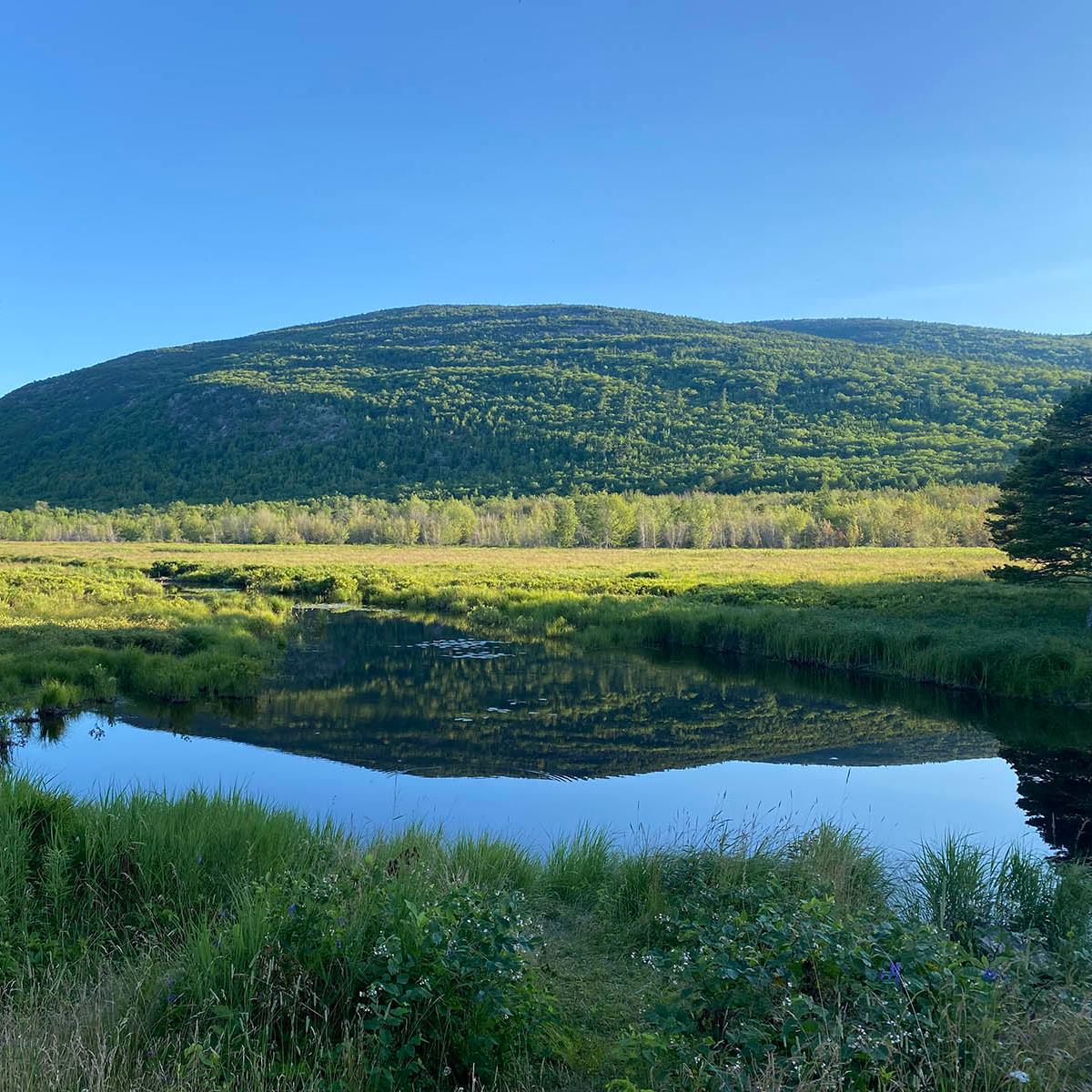 Two sunlit green mountains are reflected in a pool of water with grasses under a clear blue sky.