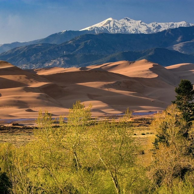 Springtime cottonwood trees, grasslands, a creek at the base of large dunes, and snowy mountain