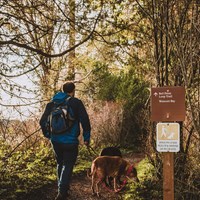 A hiker and his dogs walk along a forested trail