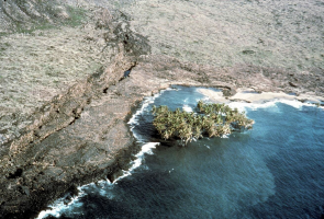 The coconut grove at Halapē was submerged in the ocean after the M7.7 earthquake in 1975.