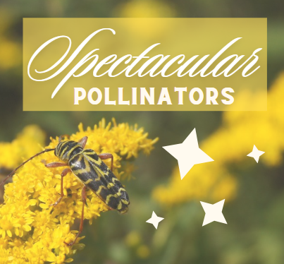 event graphic with image of bees and yellow flowers