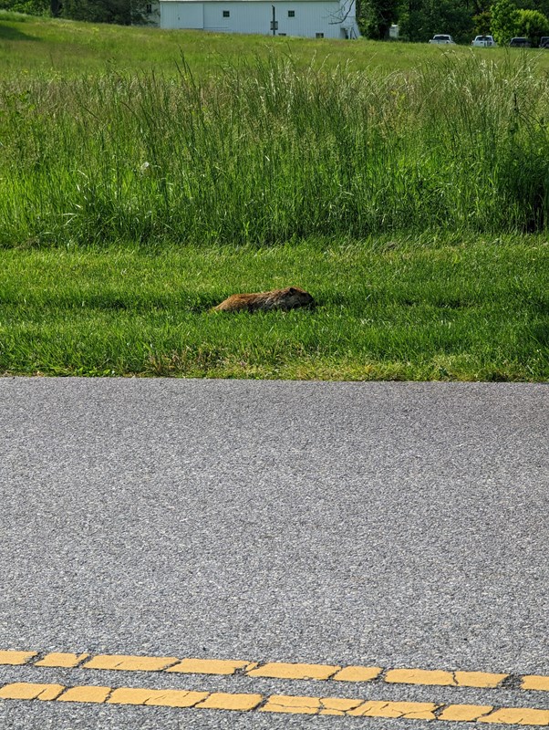a groundhog sits in the grass on the side of the road