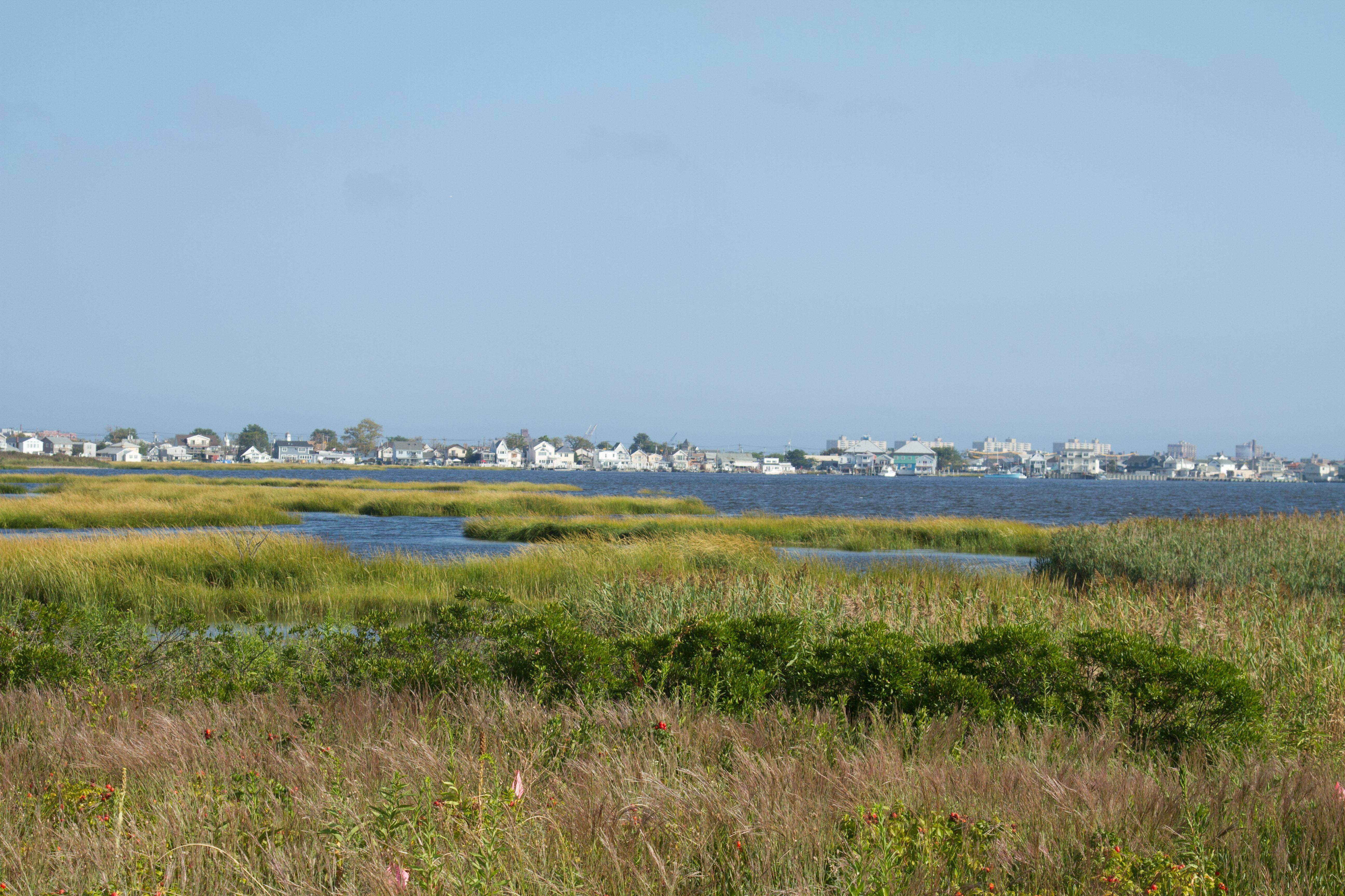 Salt marsh with houses along shoreline in horizon and a clear blue sky