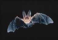 Picture of a Townsend's Big Eared Bat flying at night.