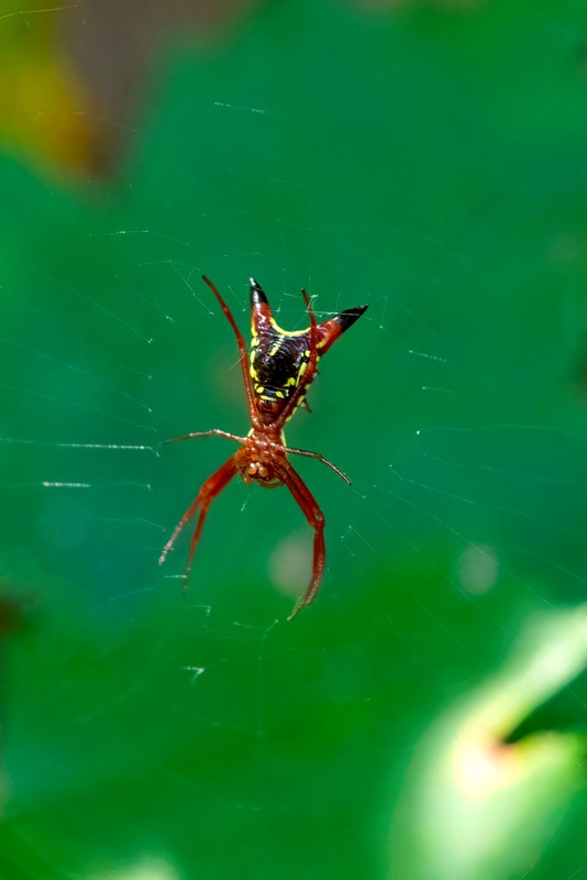 A red spider with a yellow pattern on the abdomen and two spikes poking out from the back.