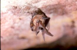 A Townsend's Big Eared Bat hanging upside down from a rock in the cave.