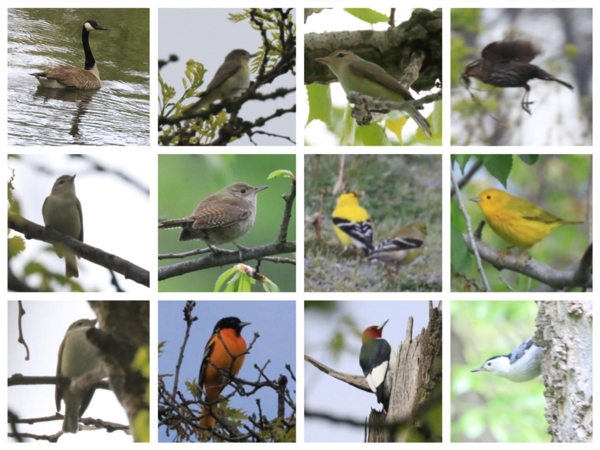 Grid shows photos of 12 different birds.