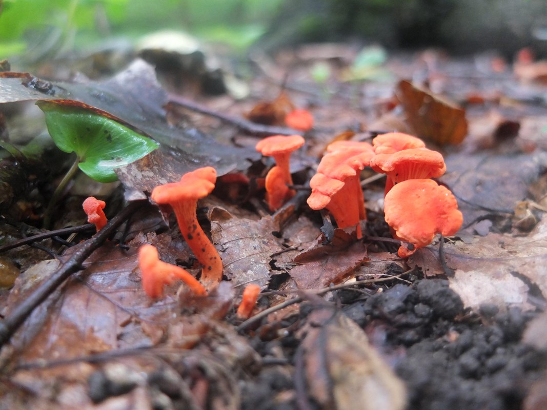 An orange mushroom in the ground next to a giant tree.