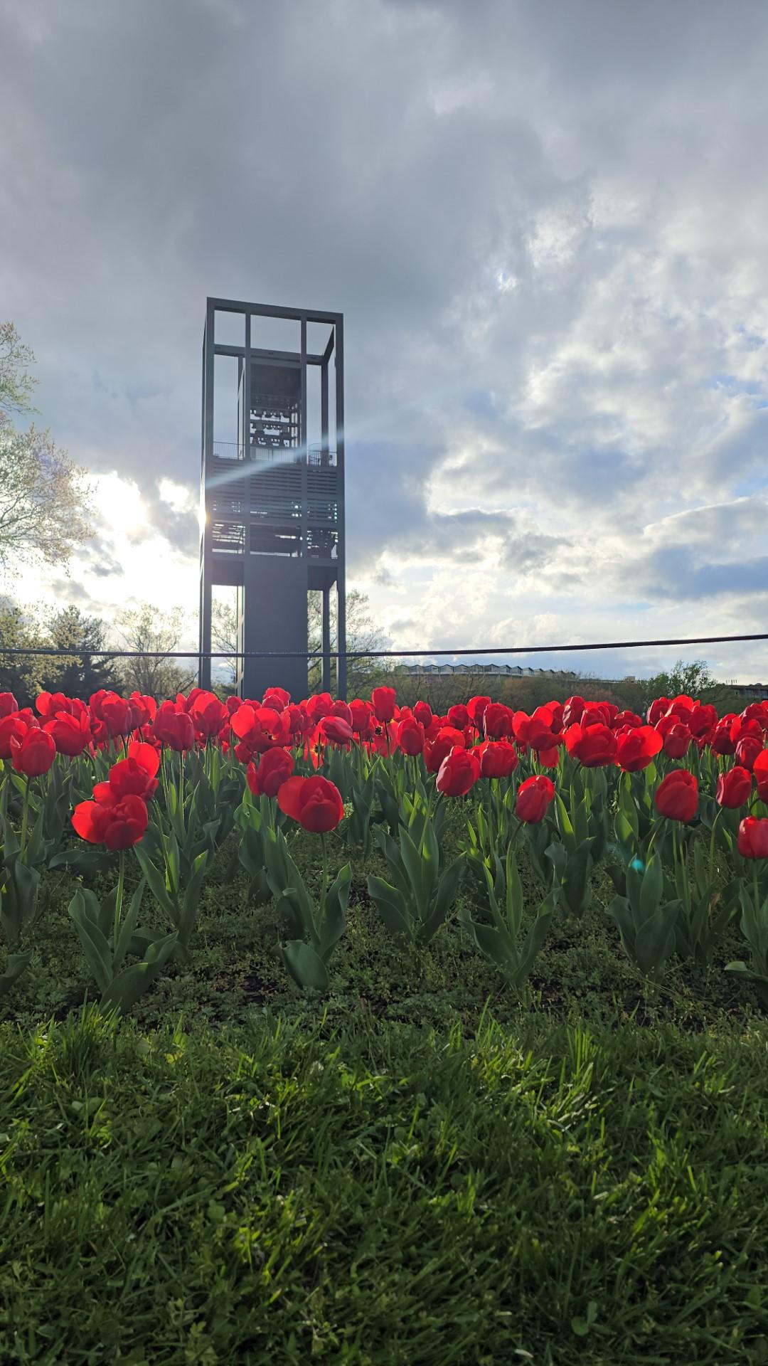 A picture of red tulips with the Netherlands Carillon in the background.