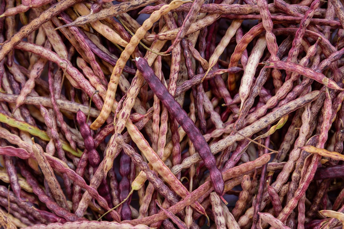 A pile of long, thin mesquite beans.