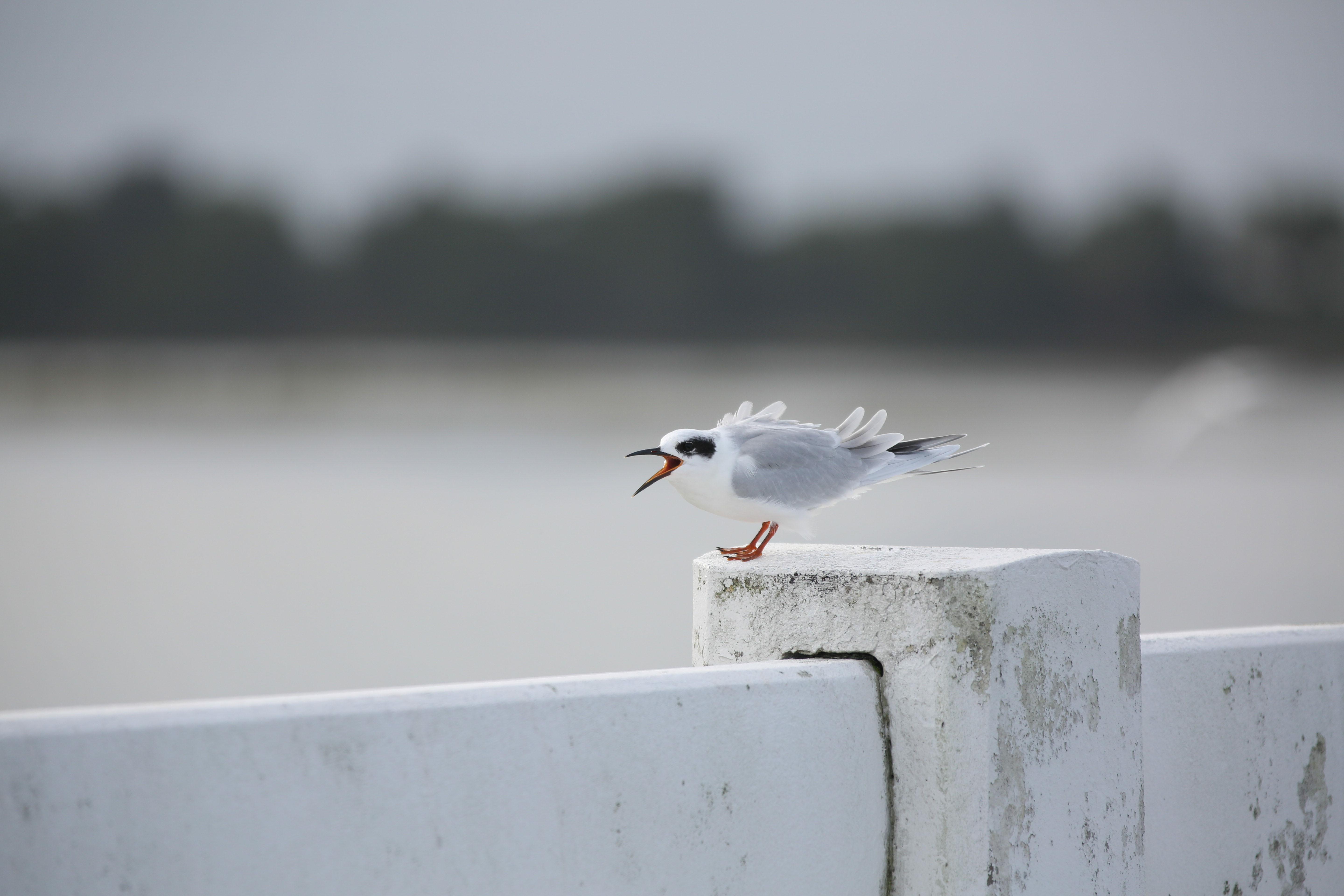 A grey and white shorebird calls while standing on a concrete bridge