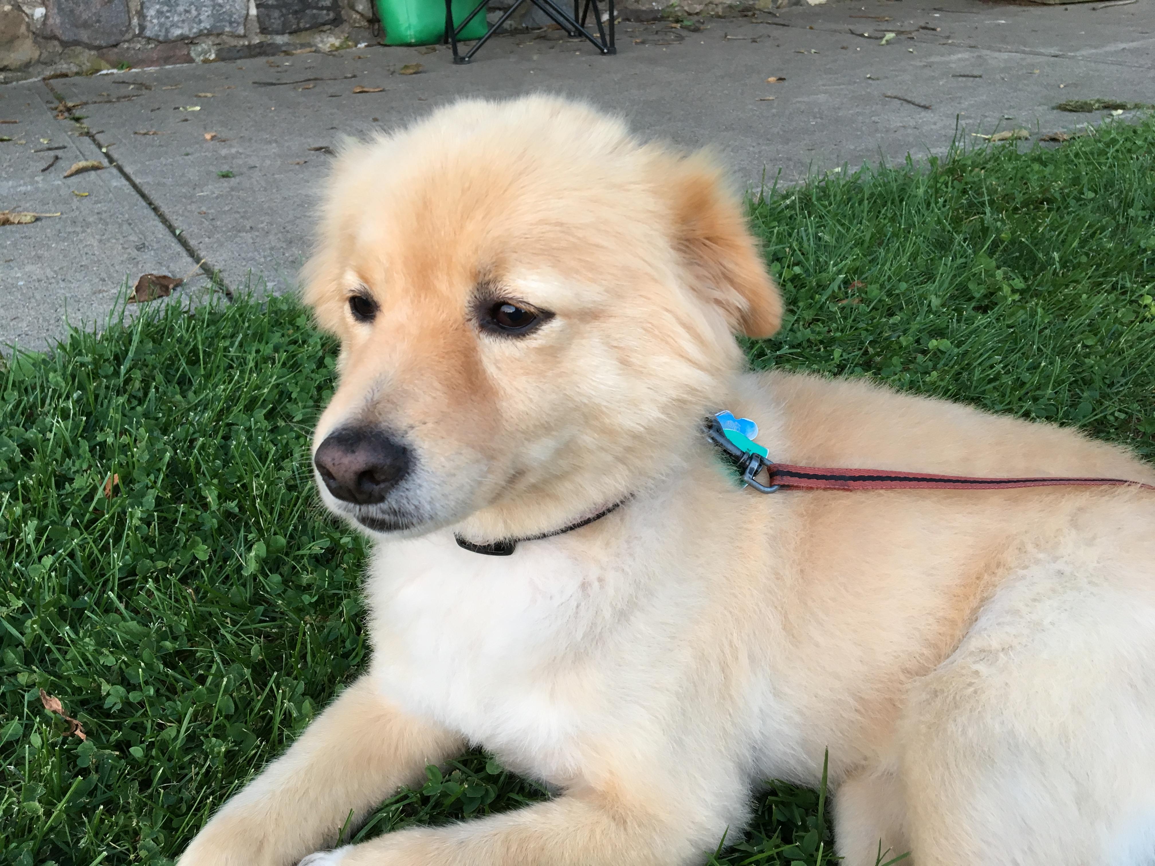 Dog on leash in grass