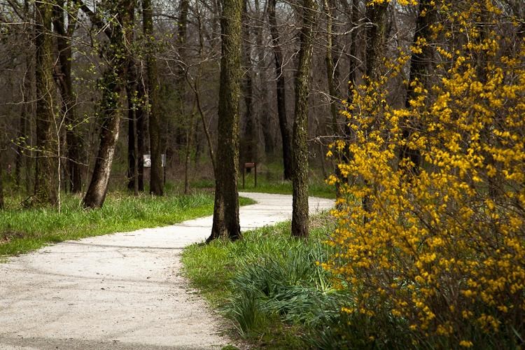 Carver gravel walking trail with trees and yellow flowers.