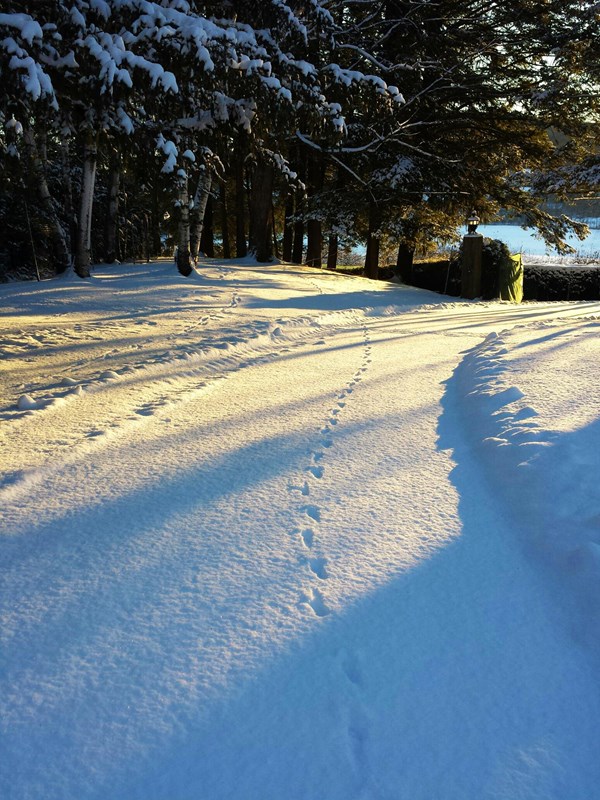 Animal tracks on upper driveway in the sunlight