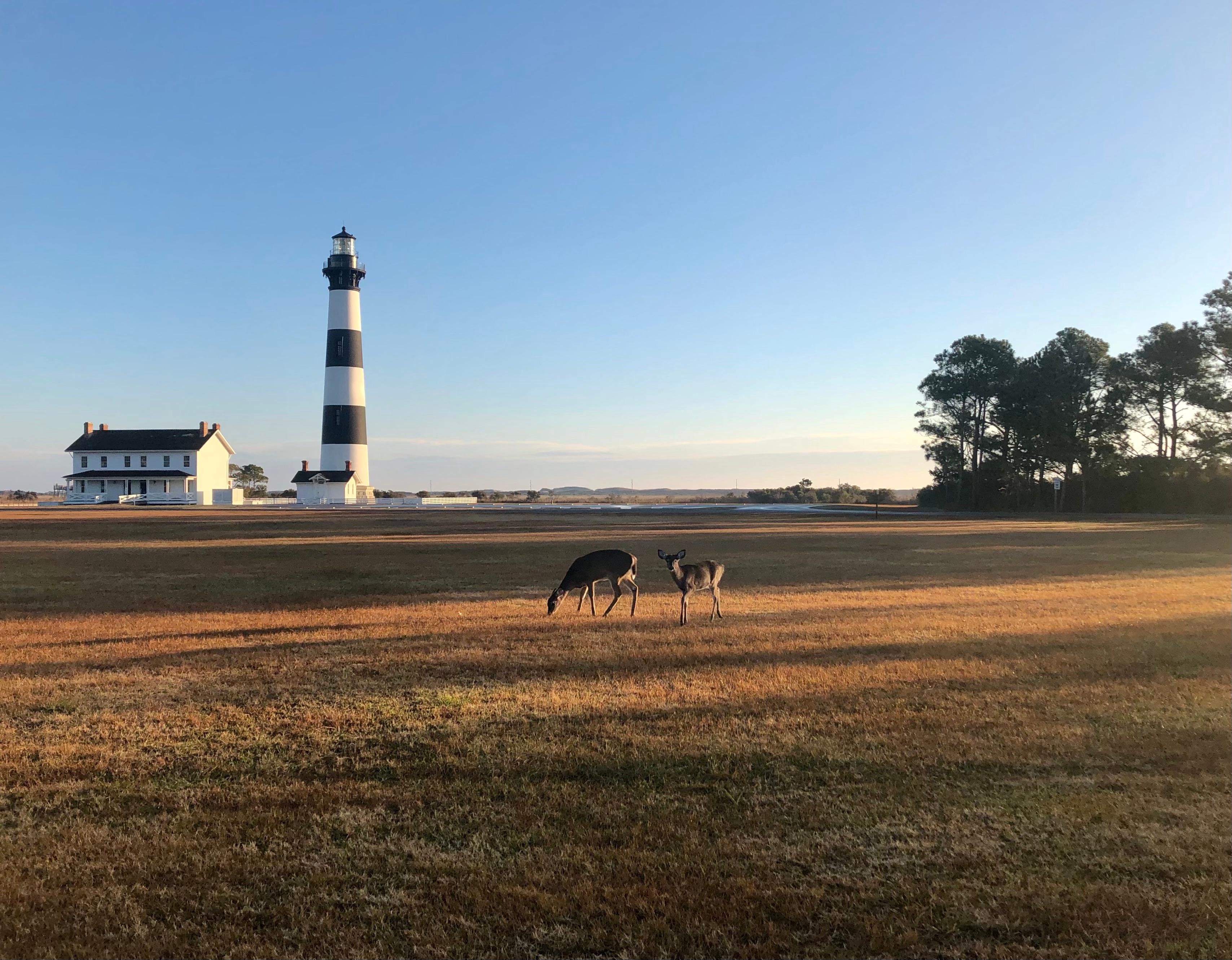 Two deer standing in grass in front of Bodie Island Lighthouse