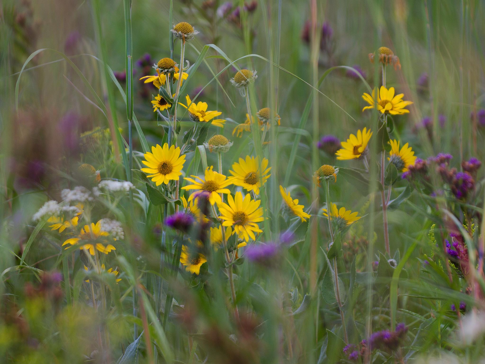 A close up of a field of yellow, purple, and white wildflowers surrounded by tall grass.