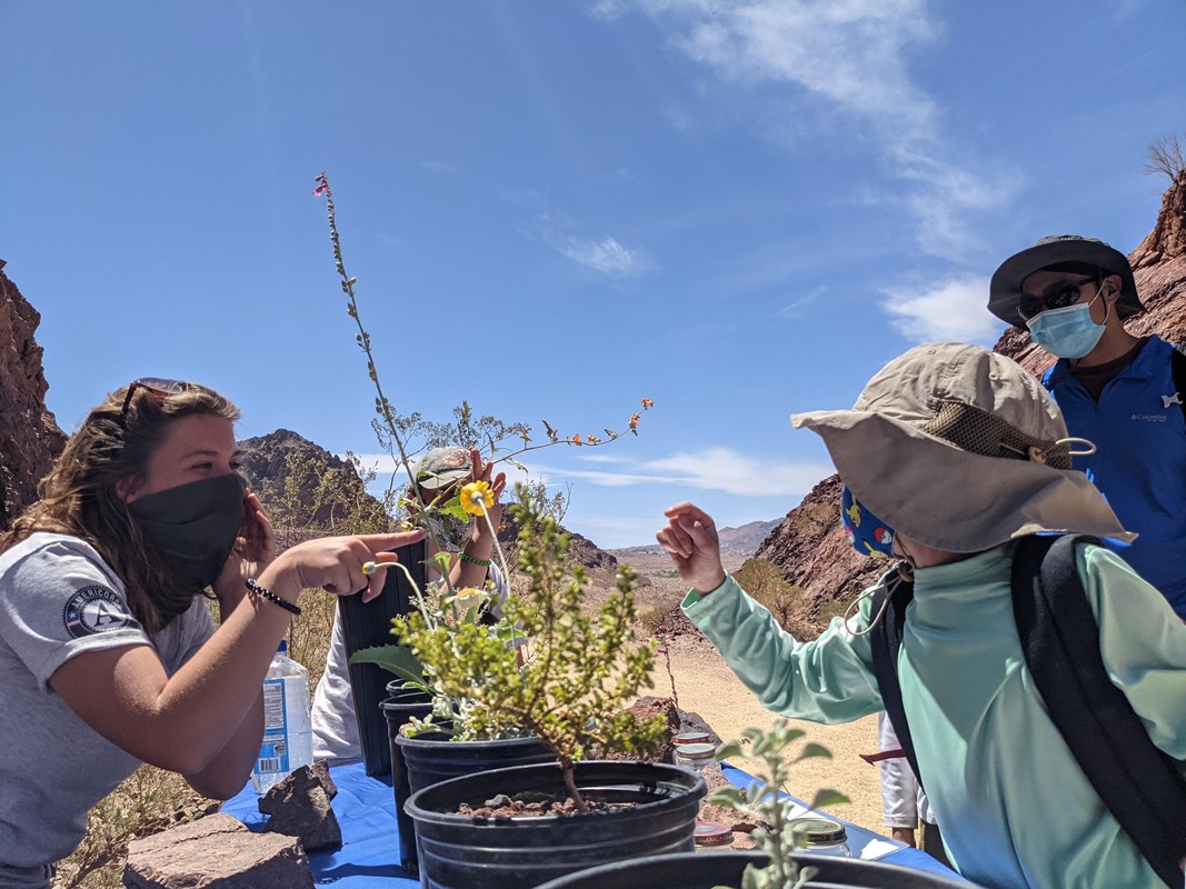 Volunteer and child looking at a plant