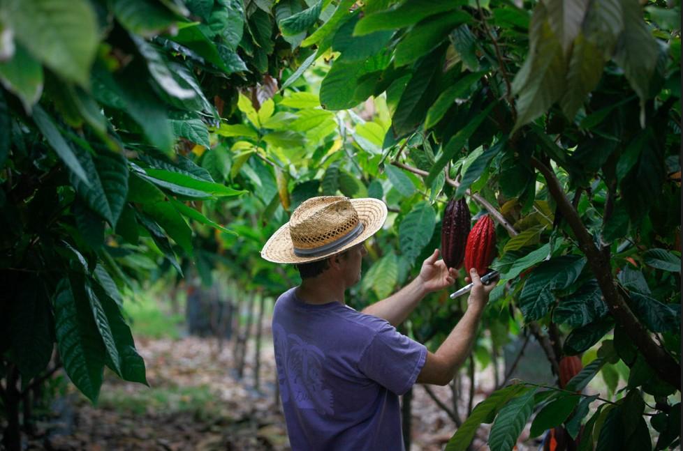 A man with a straw hat looking at cacao fruit.