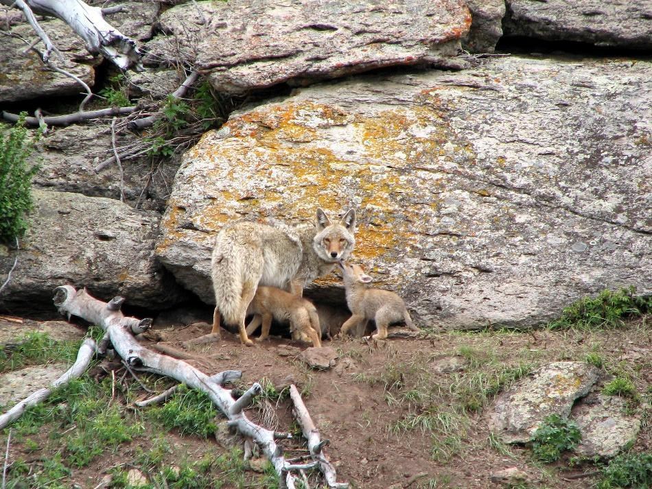 Coyote and pups in front of den