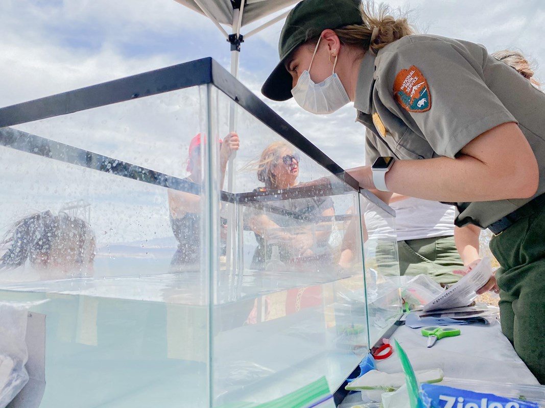 NPS staff leaning over an aquarium