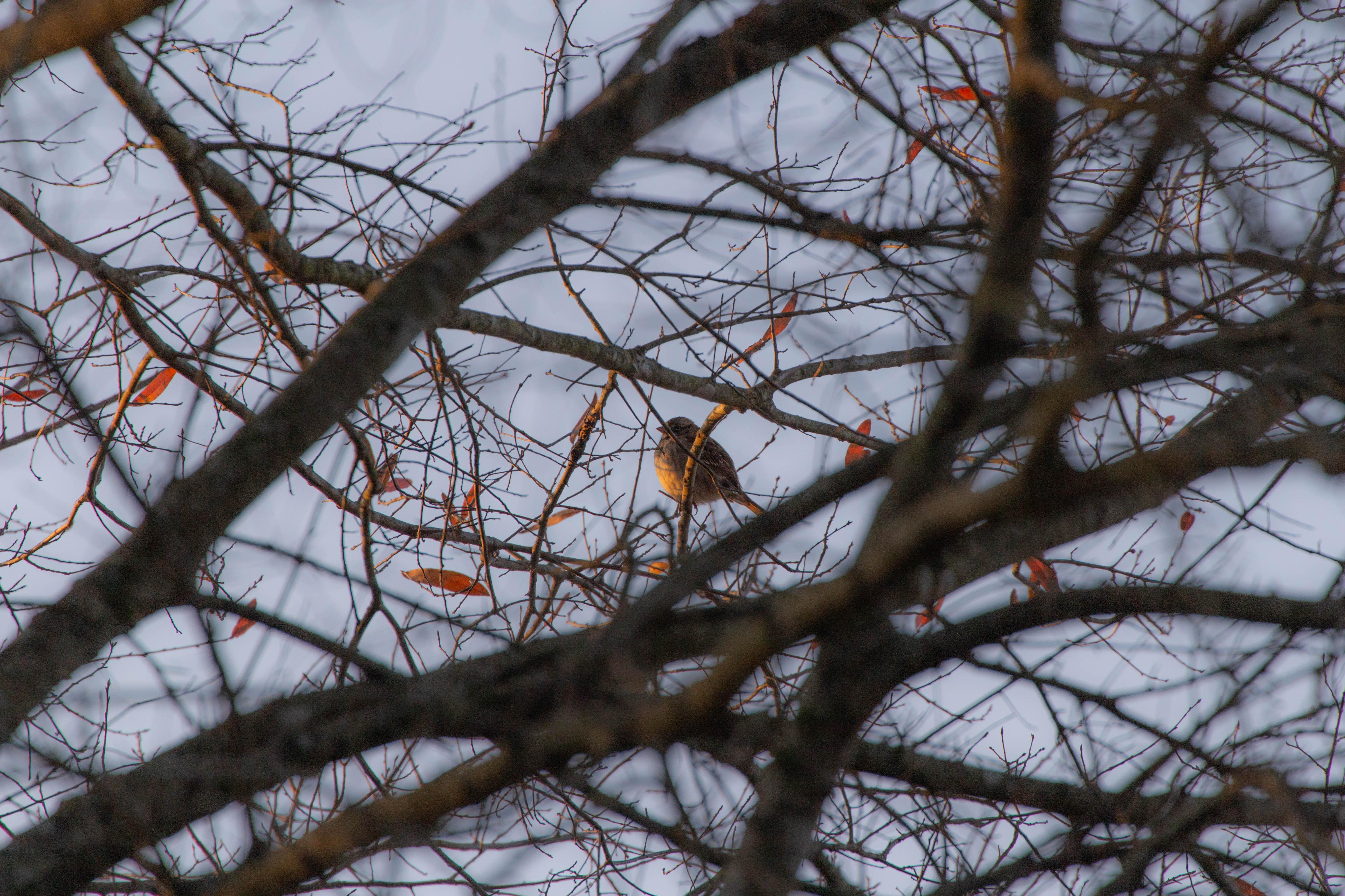 A little brown bird sits in a tangle of tree branches.