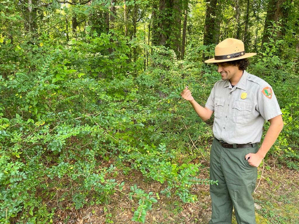 A ranger analyzing a leaf.