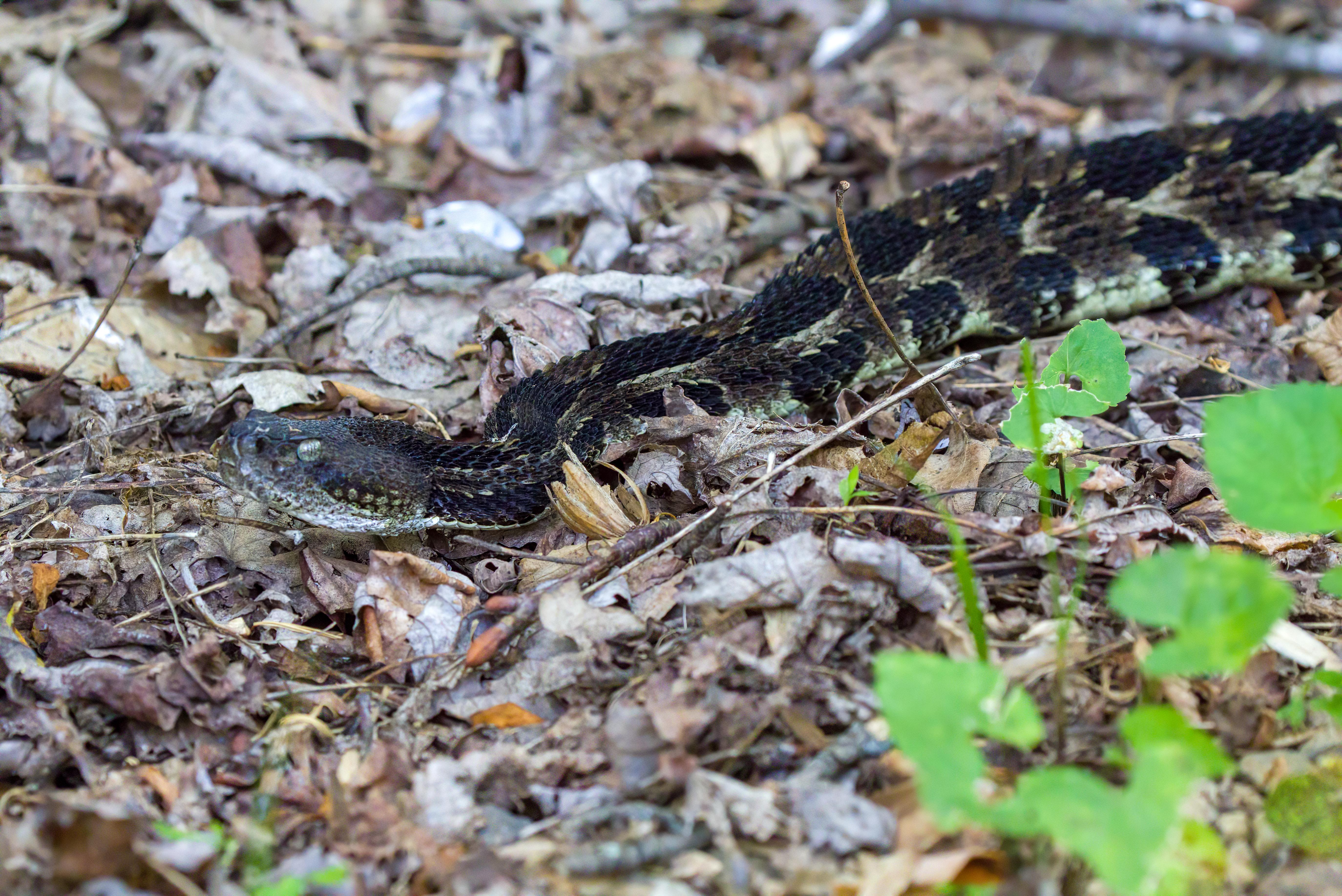 Snake Take (Peaks of Otter - Milepost 86)