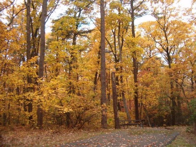 Campfire Program: Why Do Leaves Change Color?