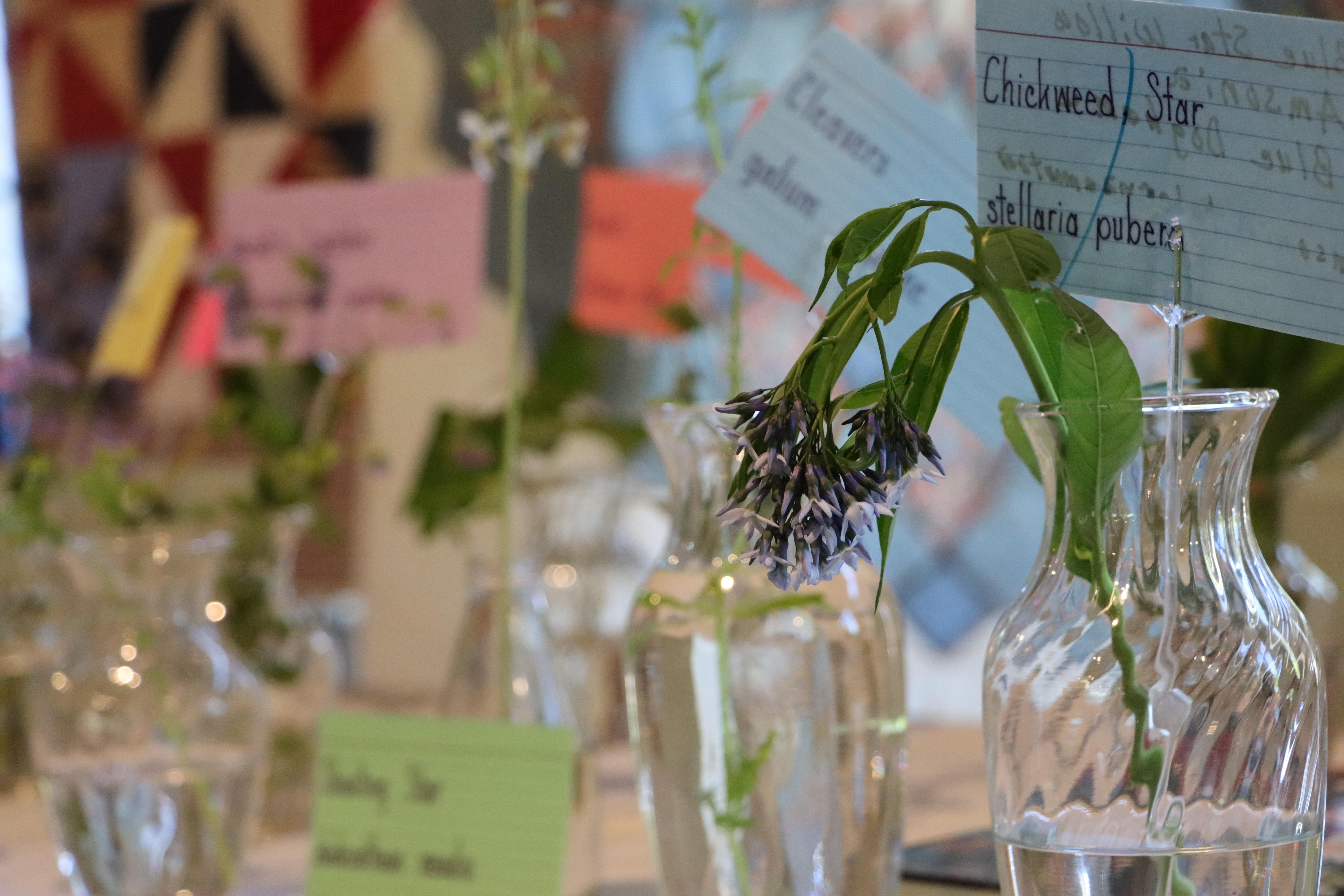 A purple flower in a glass vase labeled as "Chickweed star" on a blue notecard.