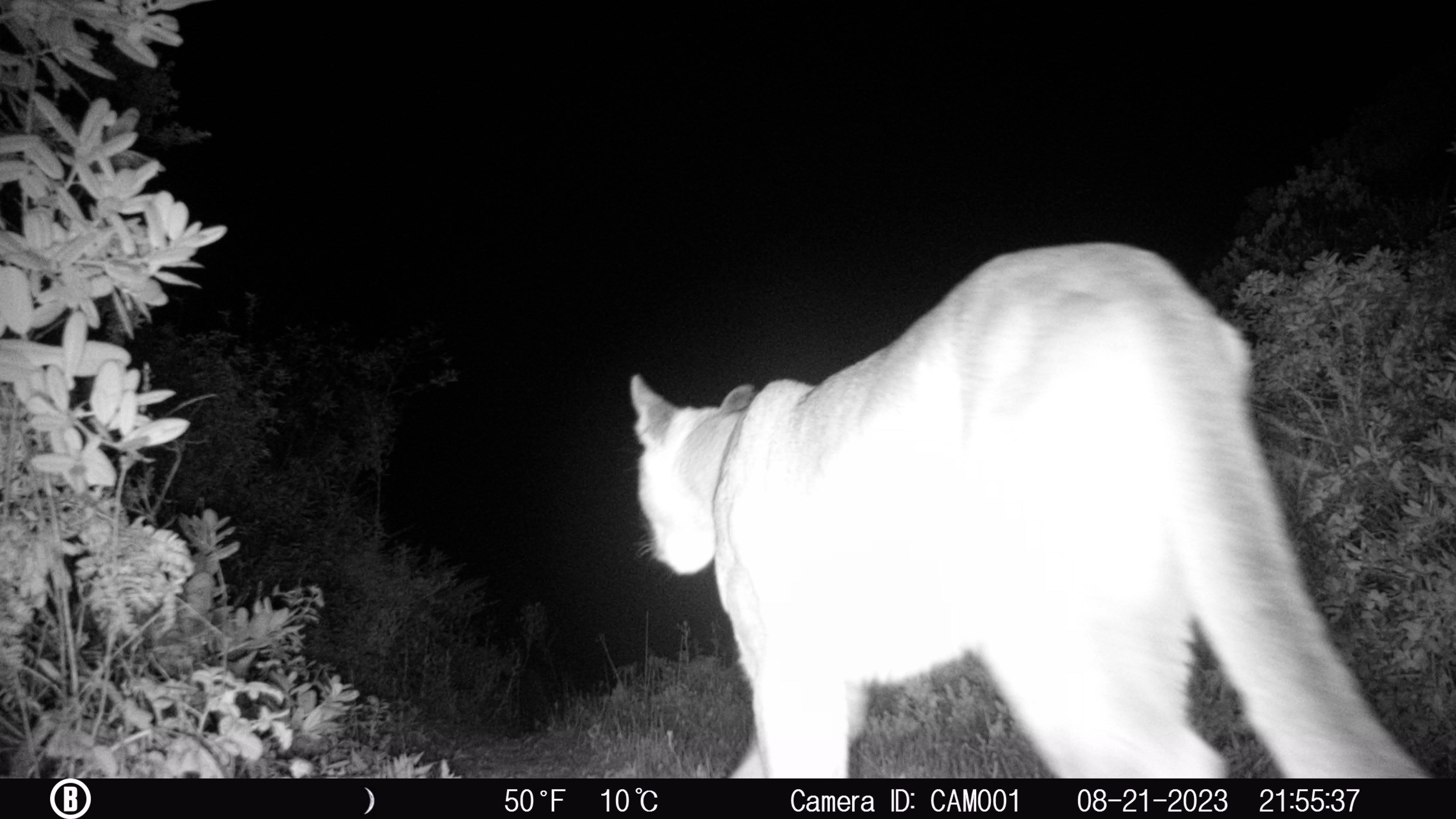 Black and white nighttime infrared image of a mountain lion with its long tail facing the camera.