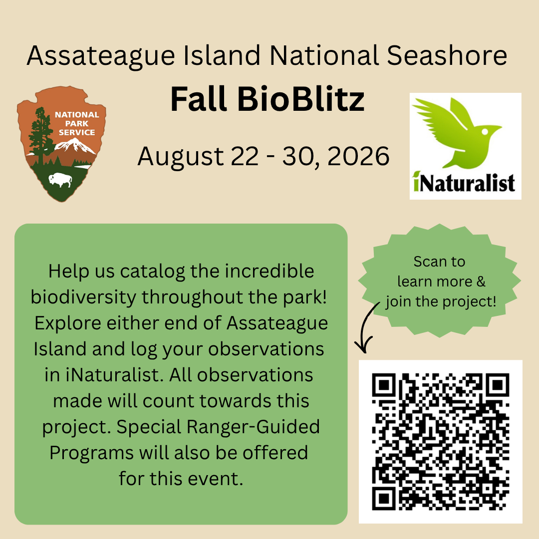 Flyer for the 2026 Fall Bioblitz on Assateague Island