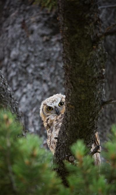 A brown and gray owl peaks out from behind a tree branc
