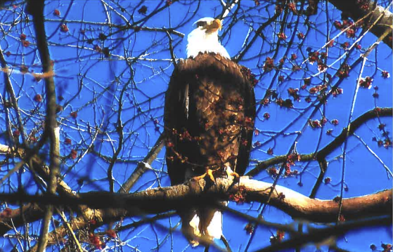 An eagle in a tree