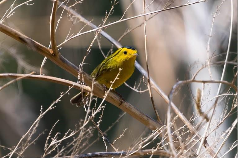 small yellow warbler in white tree branches