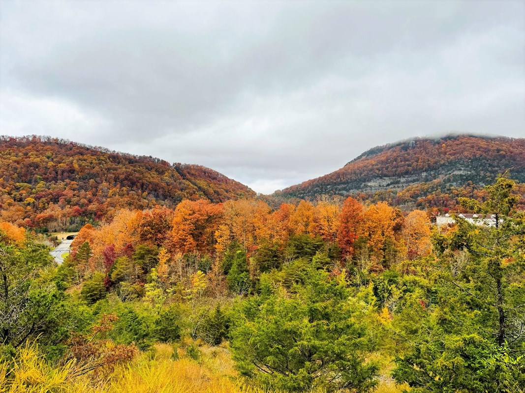 fall foliage surrounding a mountain pass.