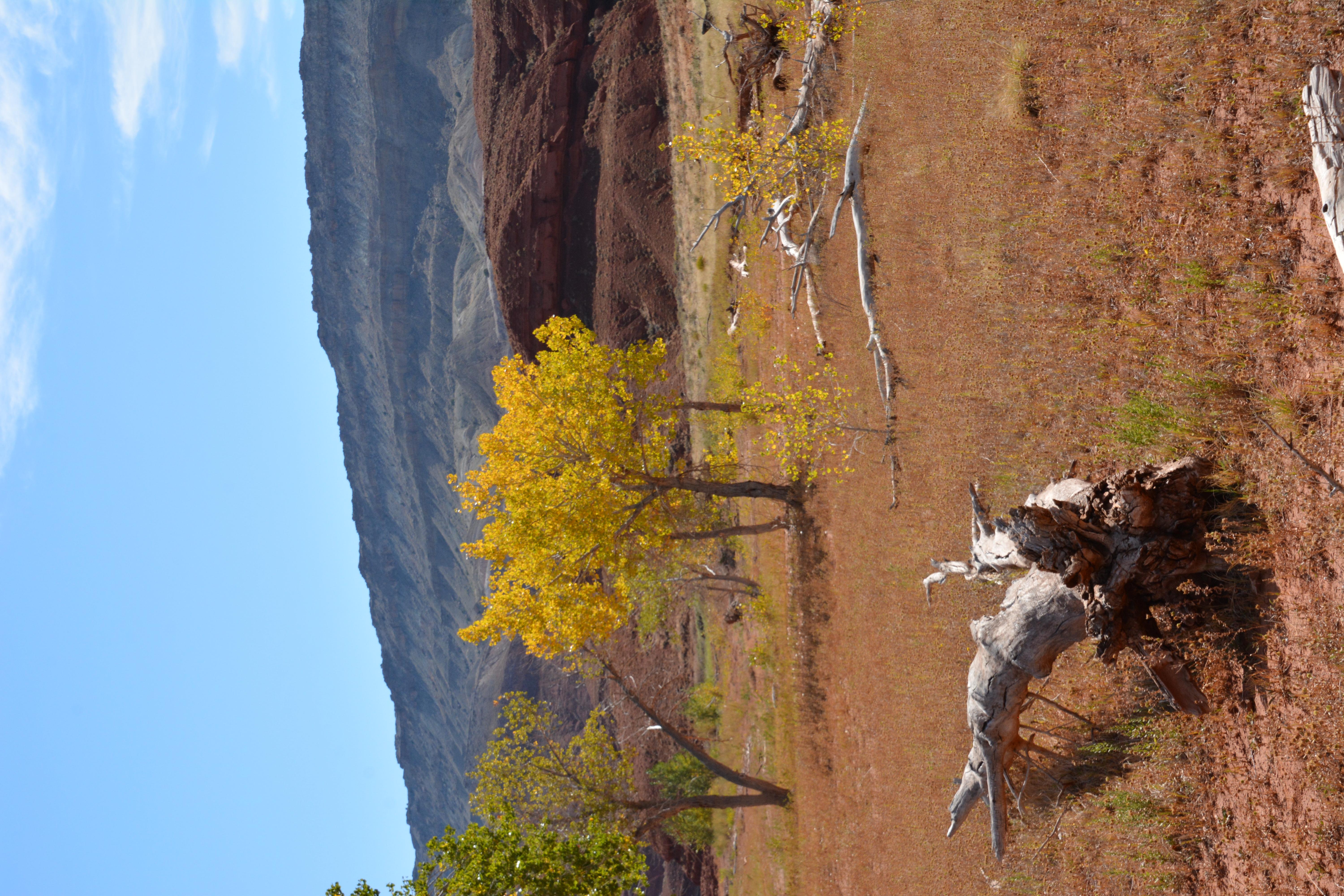 Trees with fall colors stand tall near some sun bleached driftwood. Red cliffs tower behind,