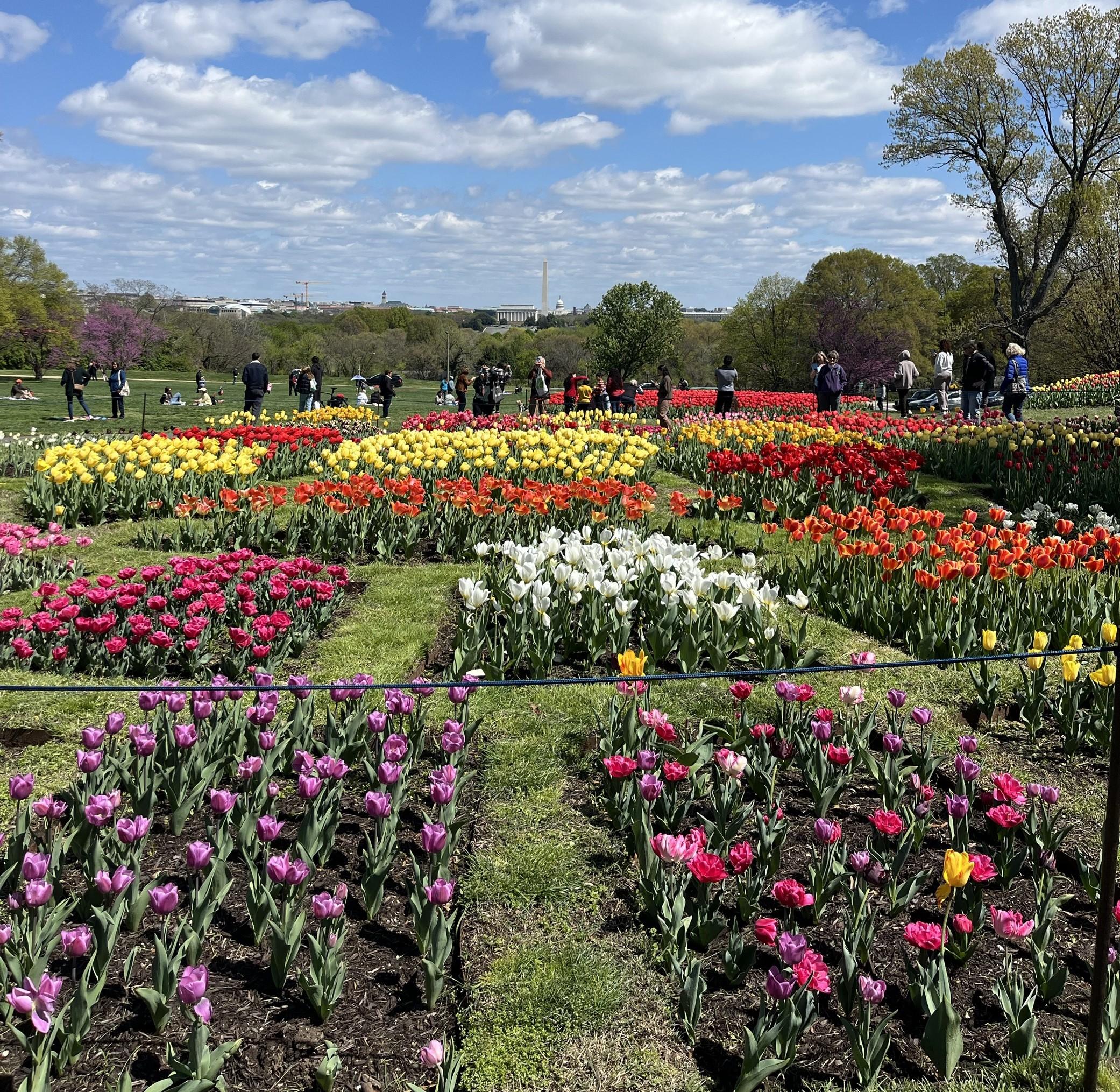 Tulips Blooming